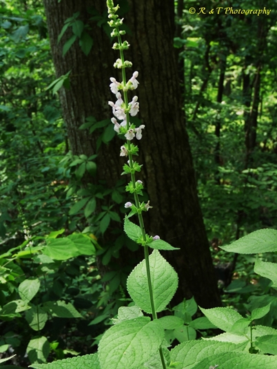 {Stachys eplingii}